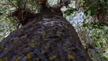 Bir ağaç kabuğunun dokusunu kapat