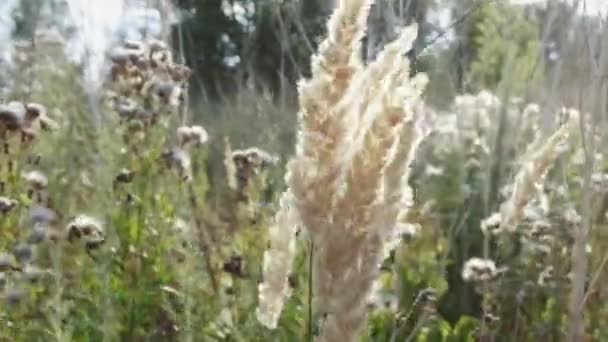 Уши Дикой Пшеницы Ветру — стоковое видео