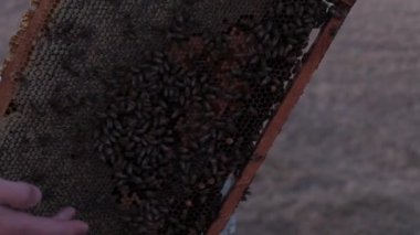 Arıcı 'nın elleri bal peteğinde