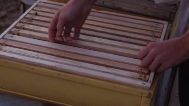 Bal arısı sürüsü kolları