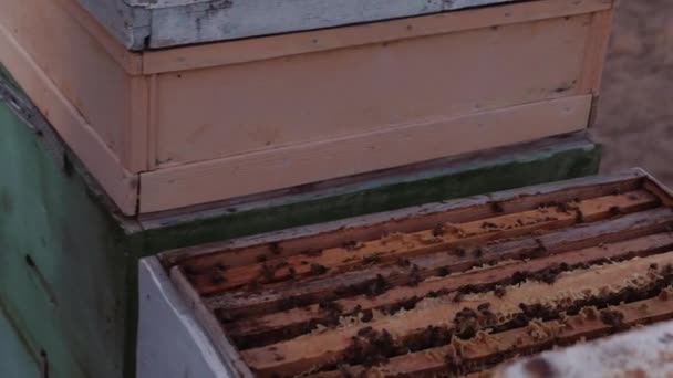 Μέλισσες Κάθονται Κηρήθρα — Αρχείο Βίντεο