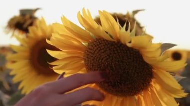 Flora ayçekirdeği hasat ediyorum.