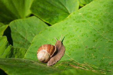 Bir yaprağın üzerinde sürünen salyangoz, doğayı, sakinliği ve ince detayları yakalar, aynı zamanda salyangoz, aşçılık lezzetleri ve yenilebilir gurme yemekleriyle de bağlantılıdır.
