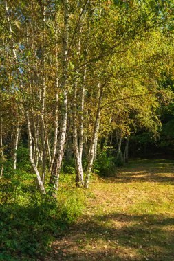 Sonbaharın başlarında huzurlu bir parkta yaprakları sararan huş ağaçları grubu. Yumuşak ışık, yeşillik değişimi, sakin açık hava atmosferi ile mevsimsel doğa arka planı.