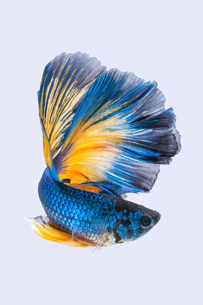 青黄色シャムトウギョ 灰色の背景に分離の Betta — ストック写真