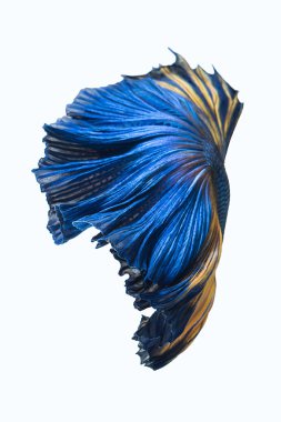 Mavi sarı Siyam mücadele balık, gri arka plan üzerinde izole daha iyi balık.