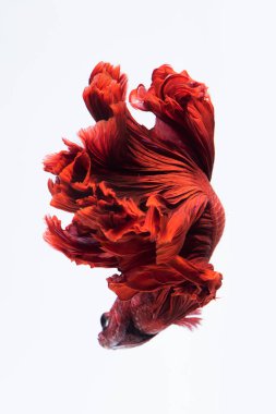 Kırmızı Siyam mücadele balık, beyaz arka plan üzerinde izole daha iyi balık