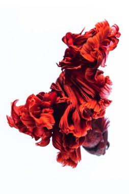 Kırmızı Siyam mücadele balık, beyaz arka plan üzerinde izole daha iyi balık