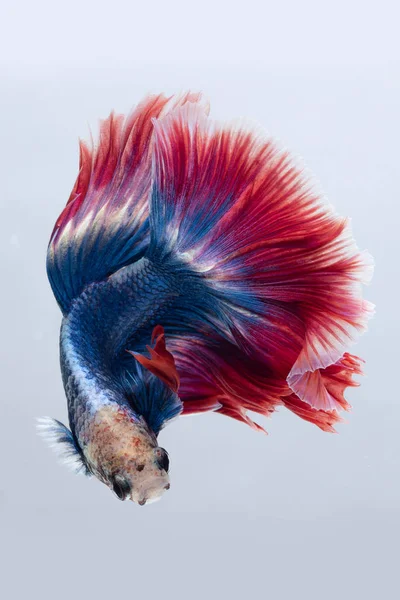 青赤シャムトウギョ 灰色の背景で隔離の Betta — ストック写真