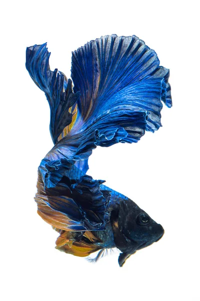Blå Gul Siamesisk Kampfisk Betta Fisk Isolerade Grå Bakgrund — Stockfoto