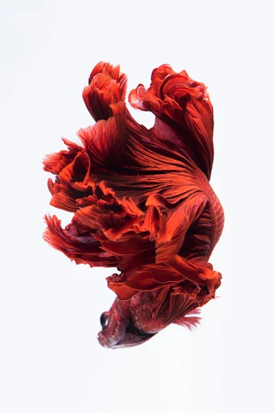 Kırmızı Siyam mücadele balık, beyaz arka plan üzerinde izole daha iyi balık