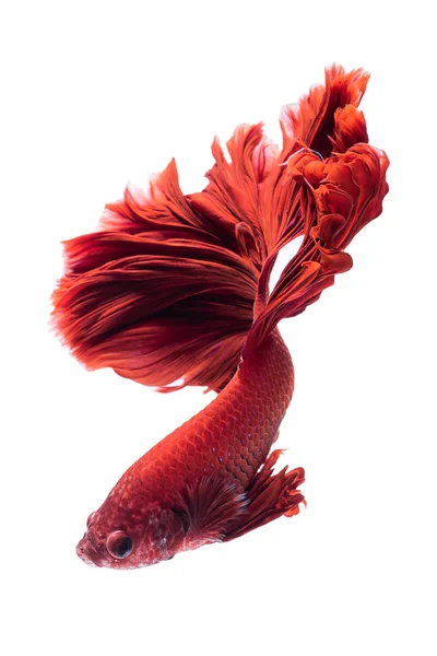 Beautiful fish Stock Photos, Royalty Free Beautiful fish Images | Depositphotos Beautiful fish Stock Photos, Royalty Free Beautiful fish Images | Depositphotos