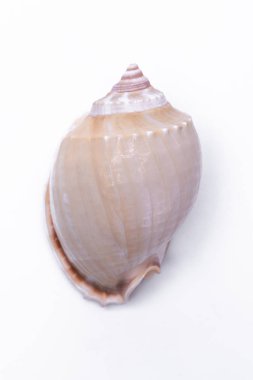 Beyaz arka plan üzerinde izole salyangoz kabukları