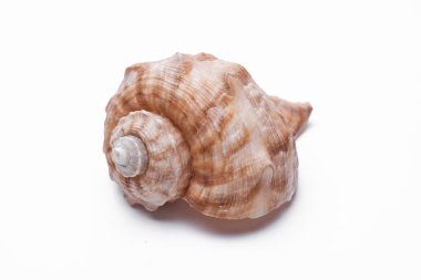 Beyaz arka plan üzerinde izole salyangoz kabukları