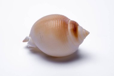 Beyaz arka plan üzerinde izole salyangoz kabukları