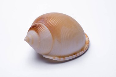 Beyaz arka plan üzerinde izole salyangoz kabukları