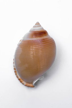 Beyaz arka plan üzerinde izole salyangoz kabukları