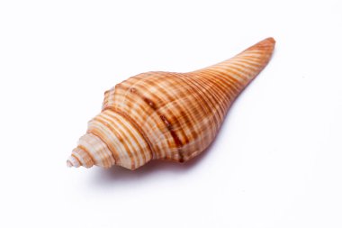 Beyaz arka plan üzerinde izole salyangoz kabukları