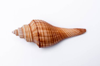 Beyaz arka plan üzerinde izole salyangoz kabukları