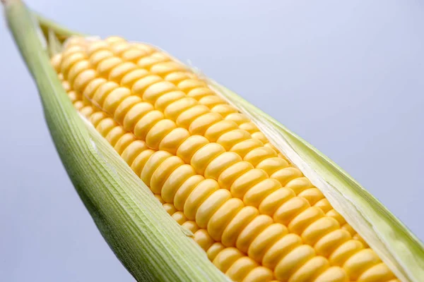 corn isolated on blue background, closeup top view