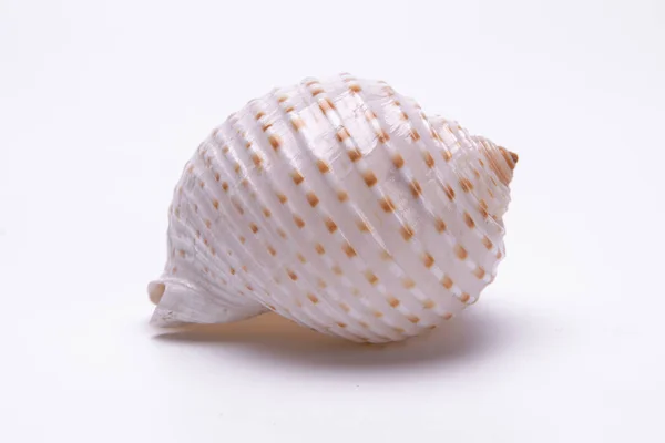Snail Shells Isolated White Background — Stock Photo, Image