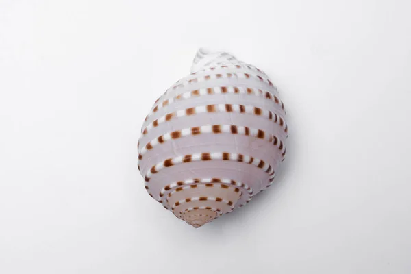 Snail Shells Isolated White Background — Stock Photo, Image