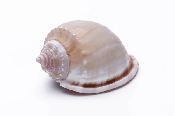 白色背景上孤立的蜗牛壳 — 图库照片