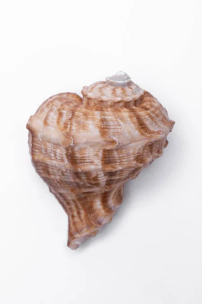 カタツムリの殻は白い背景の分離 — ストック写真