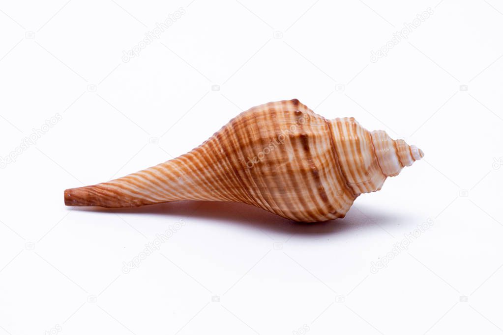 snail shells isolated on white background