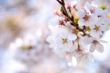 kiraz çiçeği Japonca Park kapandı
