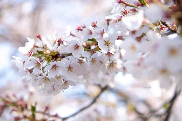 Fermé Fleur Cerisier Dans Parc Japonais — Photo