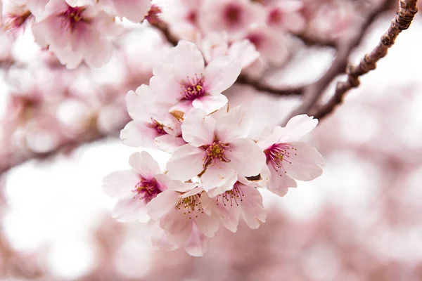 Zárt Cseresznyevirág Japán Parkban — Stock Fotó