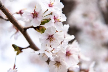 Baharda kiraz çiçeği açan kiraz sakura