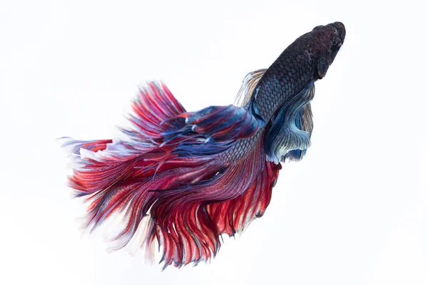 Betta Peixes Peixes Siameses Combates Isolados Sobre Fundo Branco — Fotografia de Stock