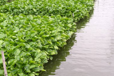 Ortak su sümbül, Eichhornia crassipes, suda yaşayan bitki yerli Amazon Havzası için yerel menzili dışında son derece sorunlu invaziv türler. Su kirliliği tesisi.