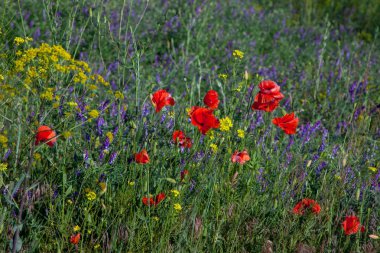 Çeşitli vahşi fild çiçek