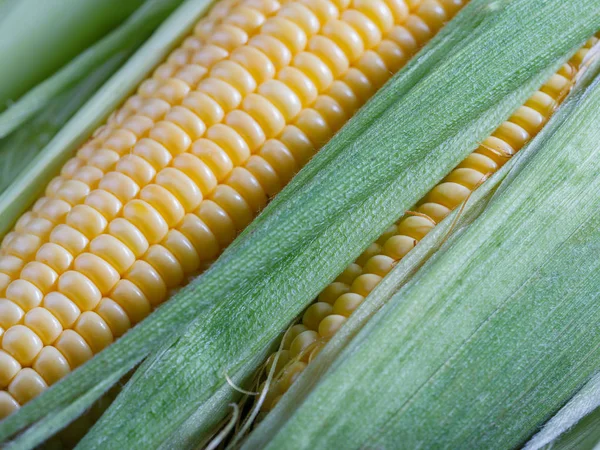 Closeup Fresh Corn Cobs Table — Stock Photo, Image