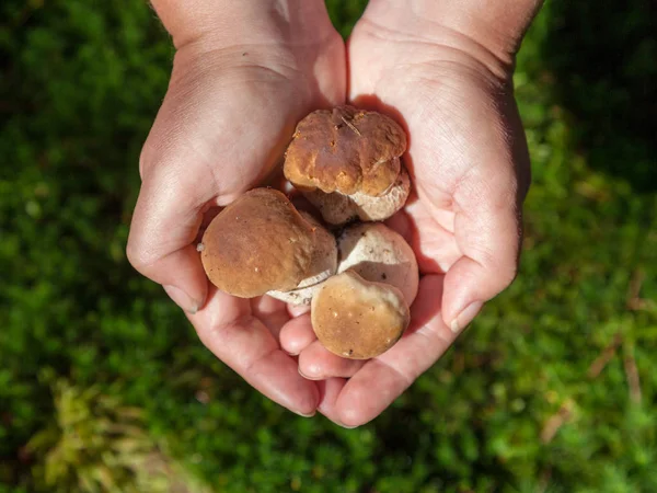 Kadın avuç içi küçük taze mantar