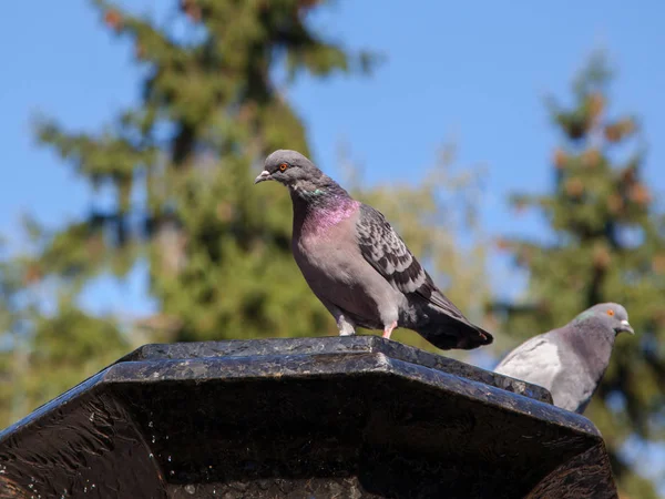 City Pigeons Fountain Bowl — Stock Photo, Image