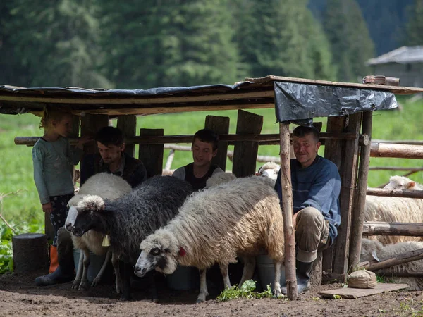 Ukrajna Polonyna Krachunieska 2018 Augusztus Családi Pásztorok Fejés Birkák Bennszülött — Stock Fotó