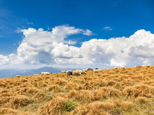 Una Manada Ovejas Sobre Fondo Las Montañas Grandes Nubes —  Fotos de Stock