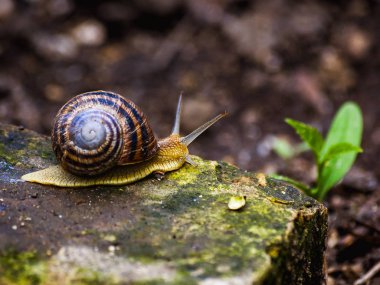Taştaki hareketli salyangoz