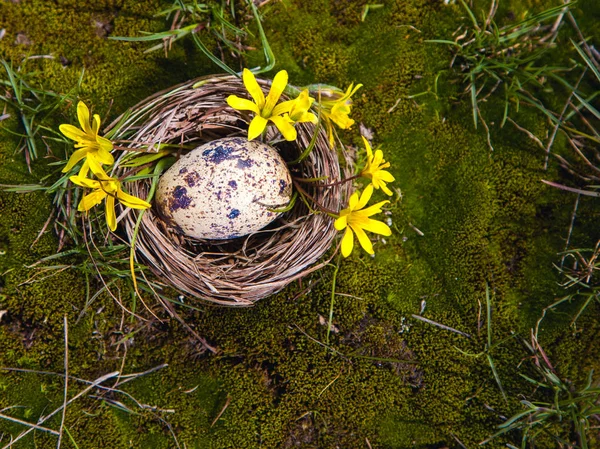 Jaj Gnieździe Ozdobione Wiosna Żółty Pierwiosnków Naturalne Mchem Symbol Wielkanocy — Zdjęcie stockowe