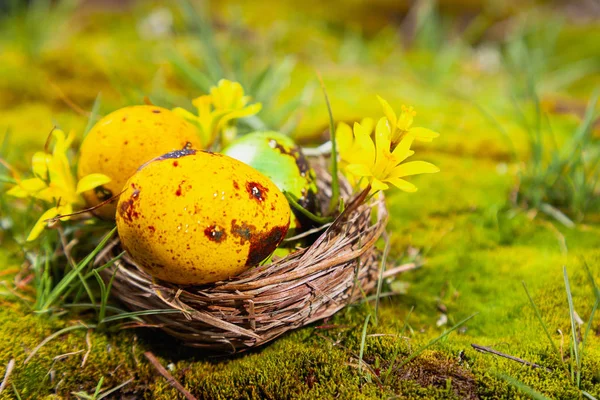 Zbliżenie Kolorowych Pisanek Gniazdo Ozdobione Wiosenne Kwiaty Zewnątrz — Zdjęcie stockowe