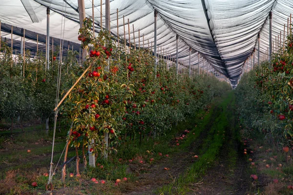 Bir elma bahçesi kumaşı bir anti kuş kaplı