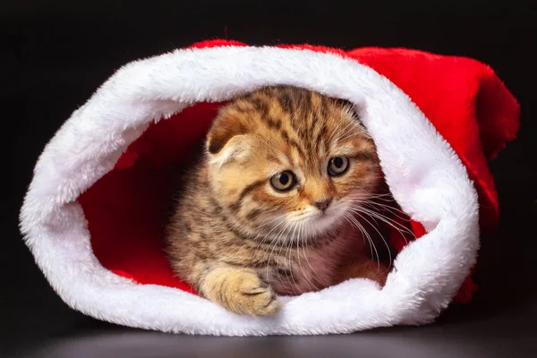 Zbliżenie Imbiru Szkocki Zwisłouchy Kotek Układania Wewnątrz Christmas Santa Hat — Zdjęcie stockowe