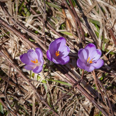 Mor çiçeği bitkisi çiçeği açık havada closeup. Üstten görünüm