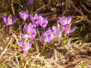 Mor çiçeği bitkisi çiçeği açık havada closeup