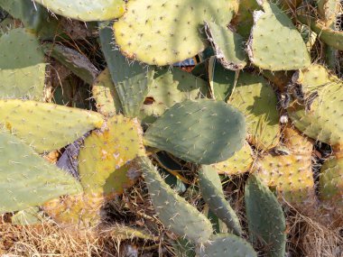 Kaktüs bush kış İtalya