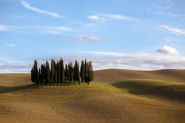 Selvi grove bir tepelik alanında, Toskana, İtalya ile manzara